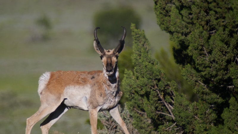 Field Judging - PRONGHORN GUIDE SERVICE